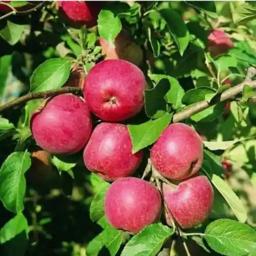 Odolné proti chrastavitosti BIO jablone