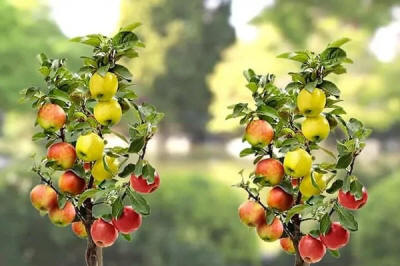 stĺpovité ovocné stromy duo-V mini ovocné kríky Poľsko