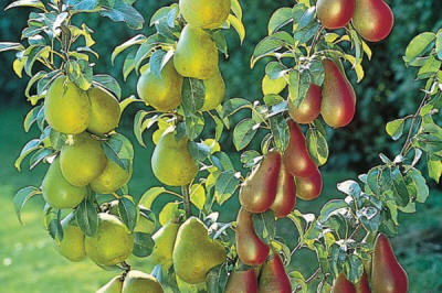 stĺpovité ovocné stromy duo-V mini ovocné kríky Poľsko